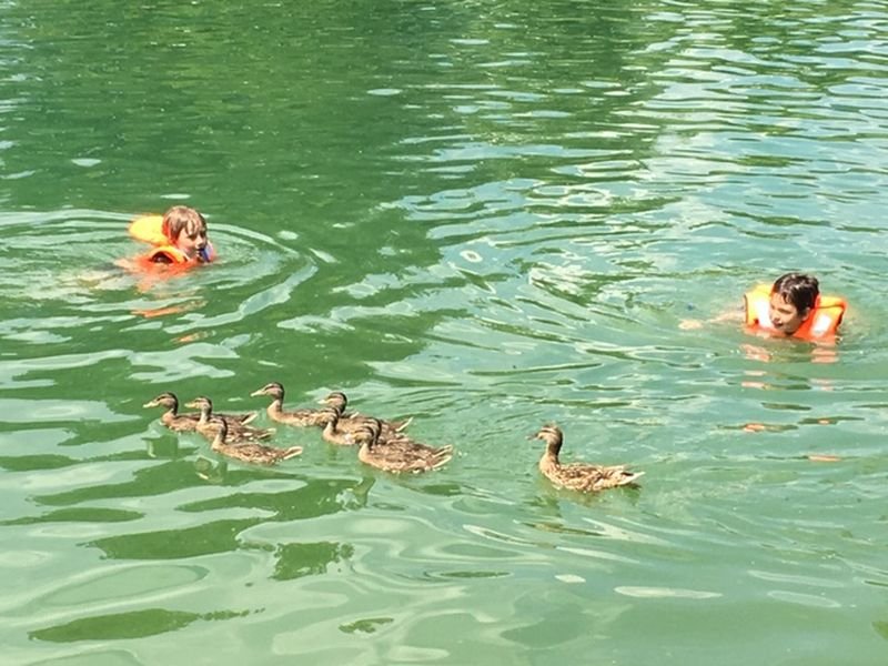 Enten und Kinder schwimmen im See Flasch City Restaurant Events & Hochzeit Location in St. Lorenzen im Murztal, Stmk Bruck/Mur & Mürzzuschlag S6 St Marein Ausfahrt